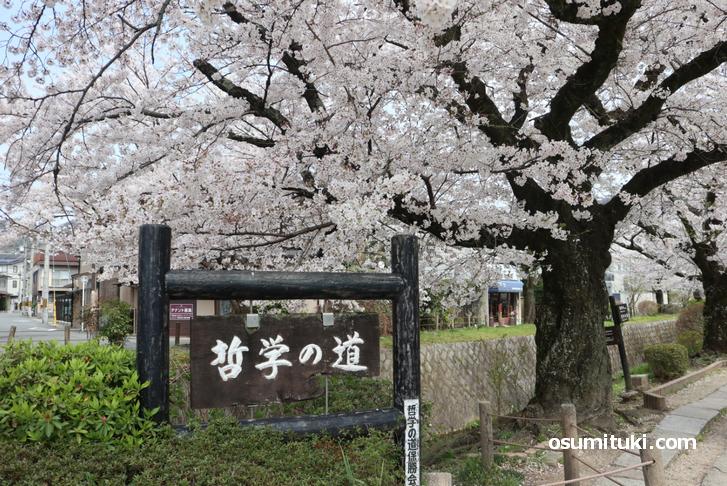 京都・哲学の道の桜が満開見ごろ！