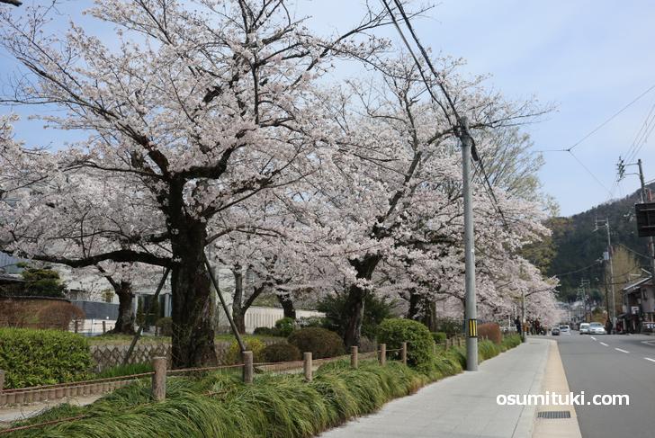 例年ならもちろん混雑する桜の名所です