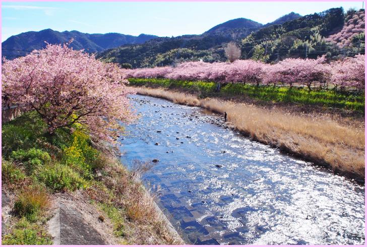 農家cafe里山 静岡 河津町 桜の里の農家カフェが 人生の楽園 で紹介 京都のお墨付き