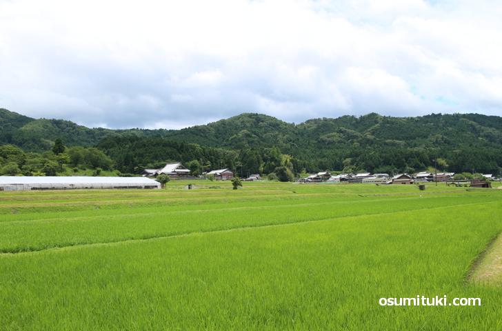 街道から外れると田園風景が広がります