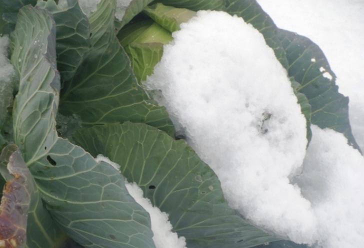 雪の下で貯蔵して甘くする(熟成ともいう)野菜は他にもあります