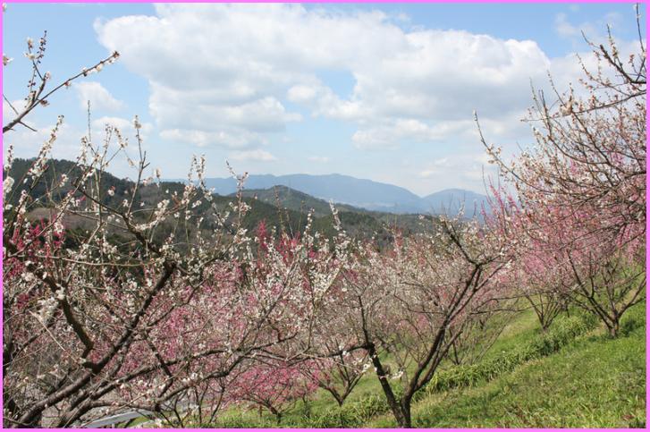 奈良県下市町の風景、実はここに写るアルもので作ったアレが無人販売されています
