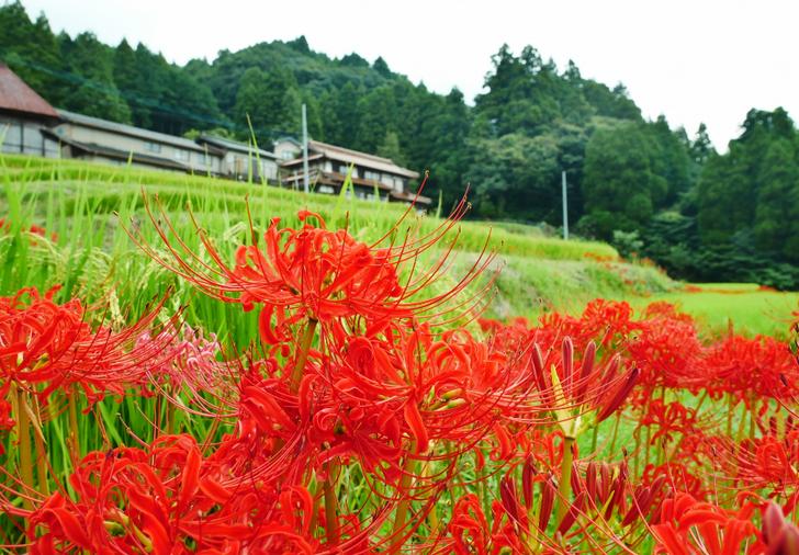 佐賀県小城市の「いなか料理 だんらん」さんが『人生の楽園』で紹介されます
