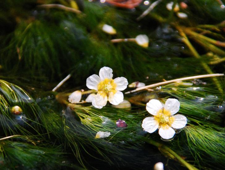 清流でしか育たない希少な水中花「梅花藻(バイカモ)」