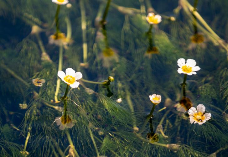梅花藻（バイカモ）は滋賀県米原市の醒井（さめがい）で見られる