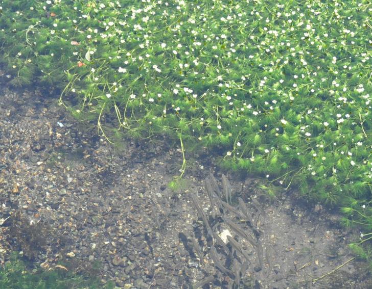 抜群の透明度を誇る地蔵川（滋賀県米原市）で咲く梅花藻（バイカモ）