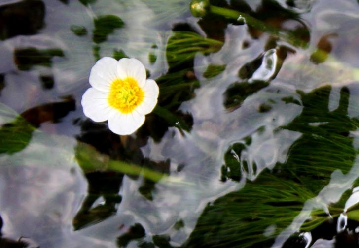 梅花藻（バイカモ）は5月中旬から咲き始め7月下旬から8月下旬に見ごろとなる