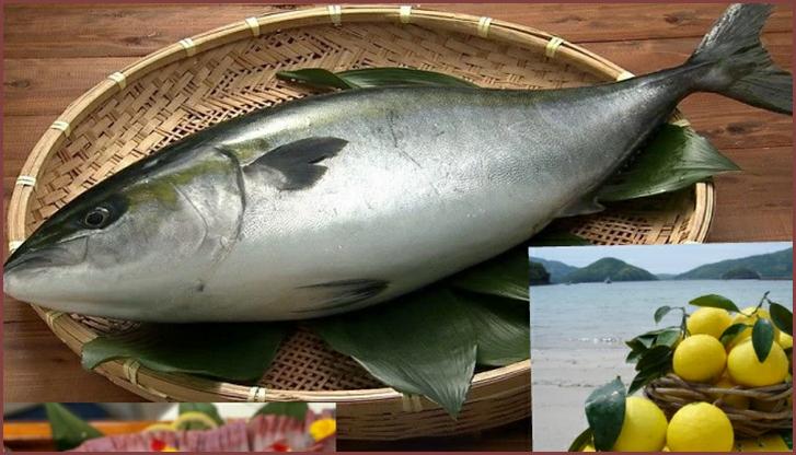 平戸なつ香ブリ(坂野水産)が『満天☆青空レストラン』で紹介