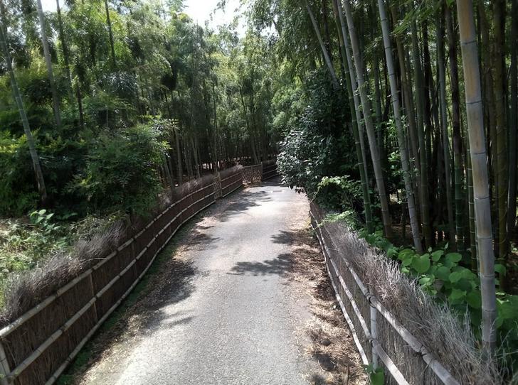 洛西ニュータウン近くにある広大な竹林