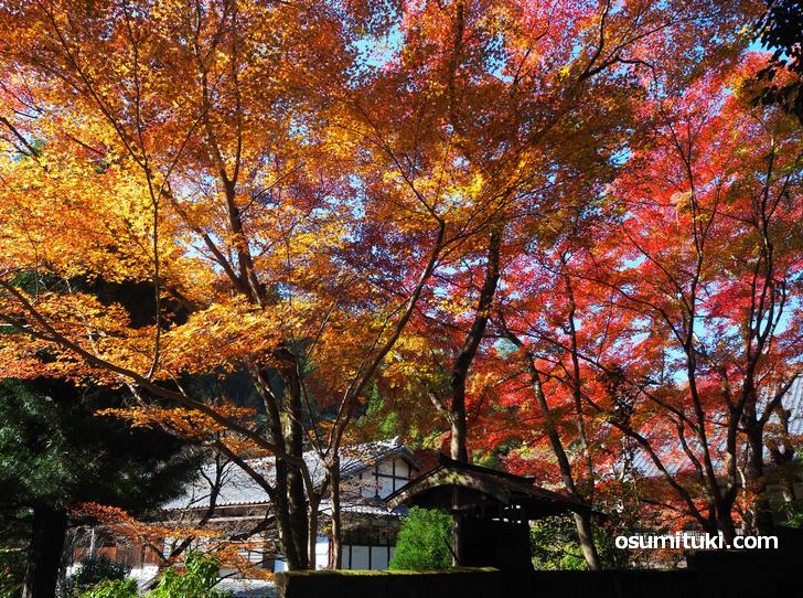 陰と陽の紅葉が撮影できます(吟松寺)