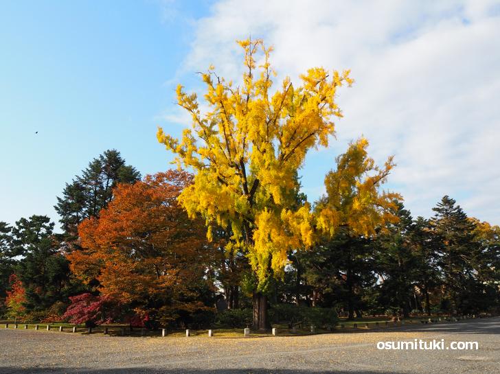 京都御苑の紅葉(2020年11月11日撮影)