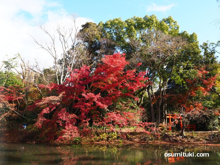 京都府立植物園の紅葉(2020年11月21日撮影)