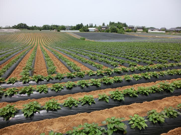 マガリヤマ うま味工房 茨城県行方市 干芋と石窯ピザのお店が 人生の楽園 で紹介 京都のお墨付き