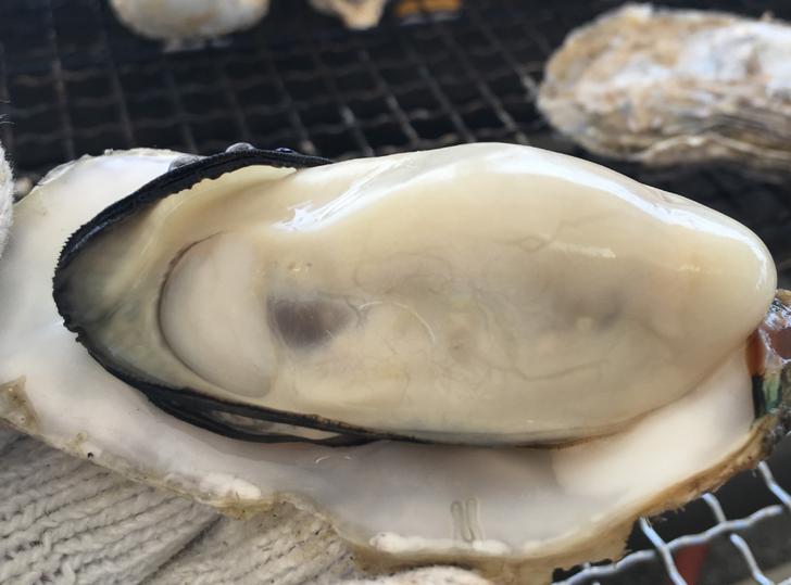 日本一の牡蠣「華漣（かれん）」が『満天☆青空レストラン』で紹介