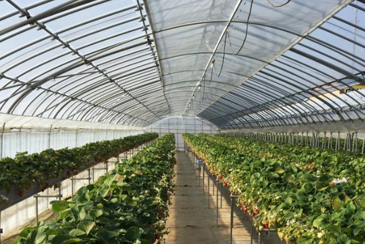 ビニールハウスで約1600株のイチゴを栽培