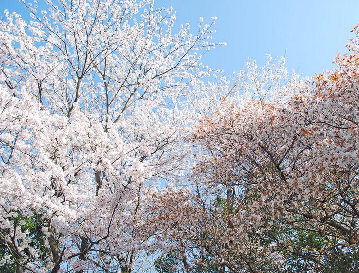 50の文字部分には桜が500本植えられている