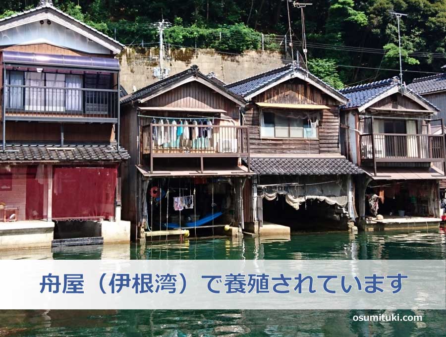 岩ガキ「夏珠」は伊根の舟屋(伊根湾)で養殖されています
