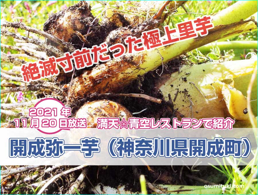 神奈川県開成町の絶滅危機を乗り越えた極上里芋が【満天☆青空レストラン】で紹介