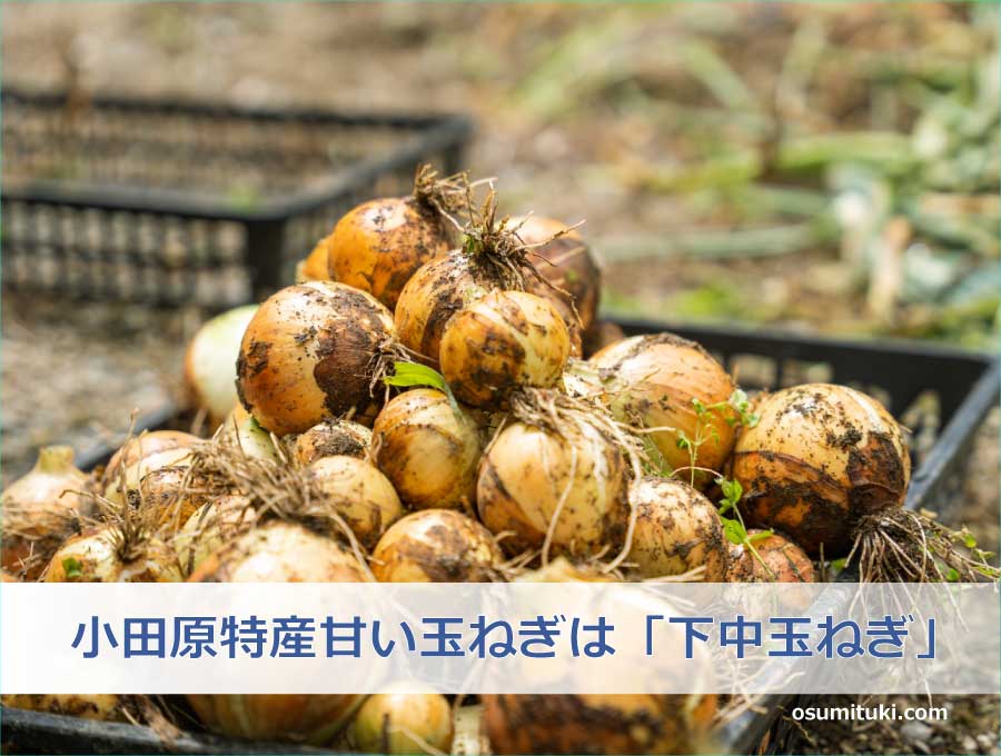 小田原特産甘い玉ねぎは「下中玉ねぎ」
