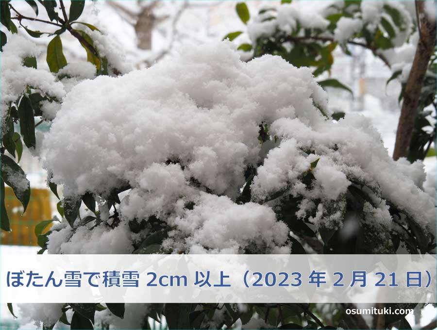 ぼたん雪で積雪2cm以上（2023年2月21日）