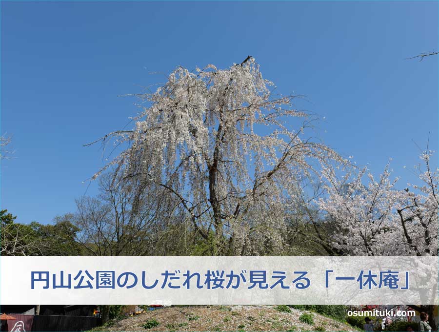 円山公園のしだれ桜が見える「一休庵」