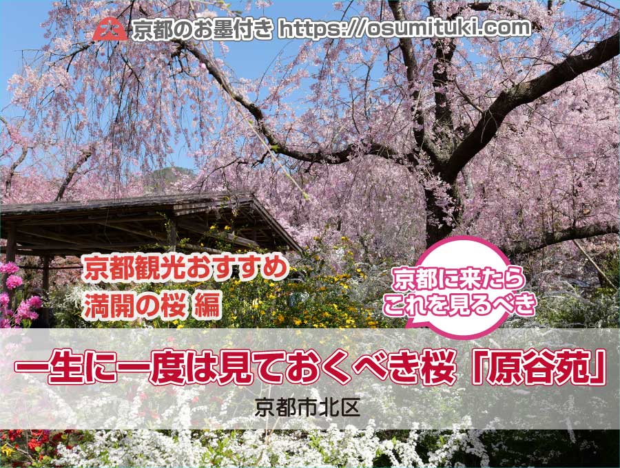 一生に一度は見ておくべき京都・桜の園「原谷苑」
