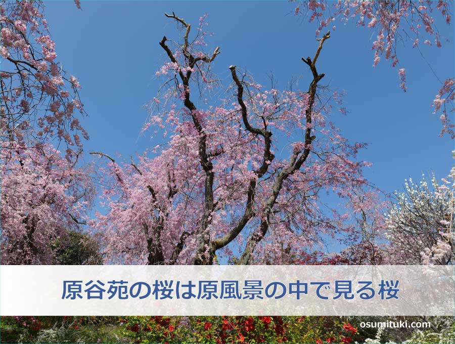 原谷苑の桜は原風景の中で見る桜